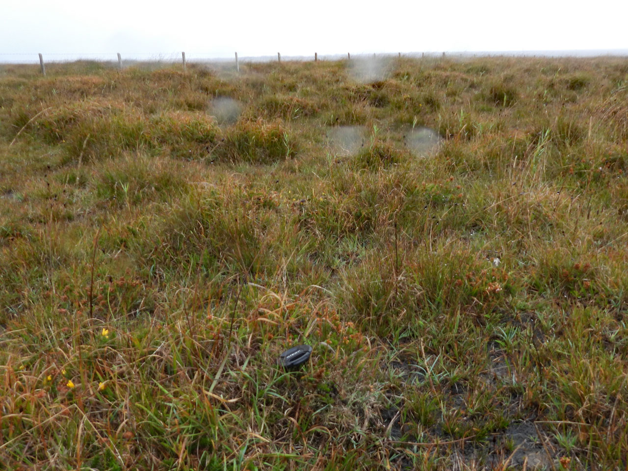 Cladonia stereoclada, habita, Lizard, West Cornwall