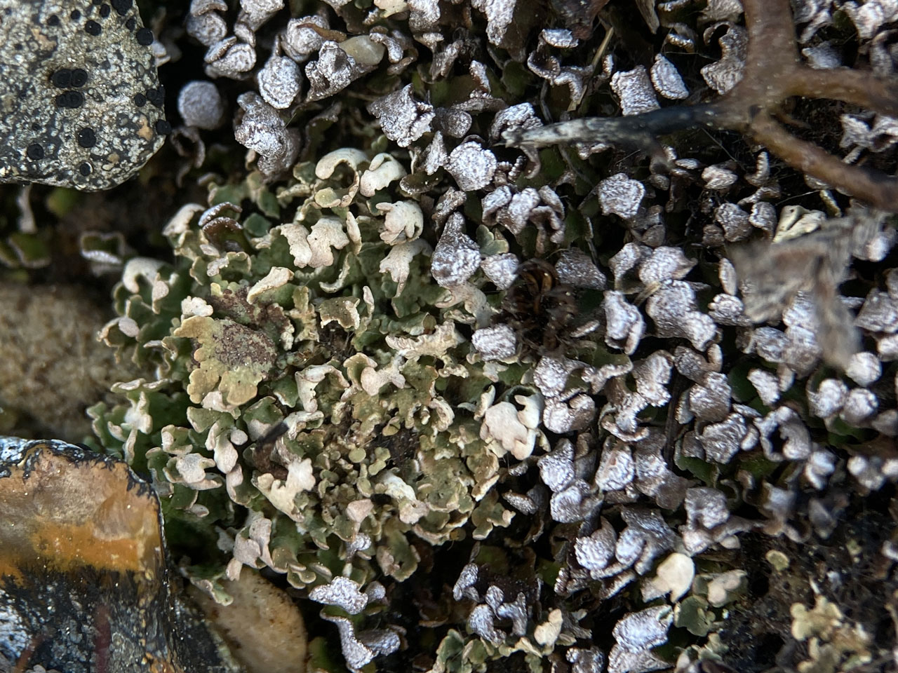 Cladonia strepsilis, dry, with Cladonia firma, Pipers Wait, New Forest