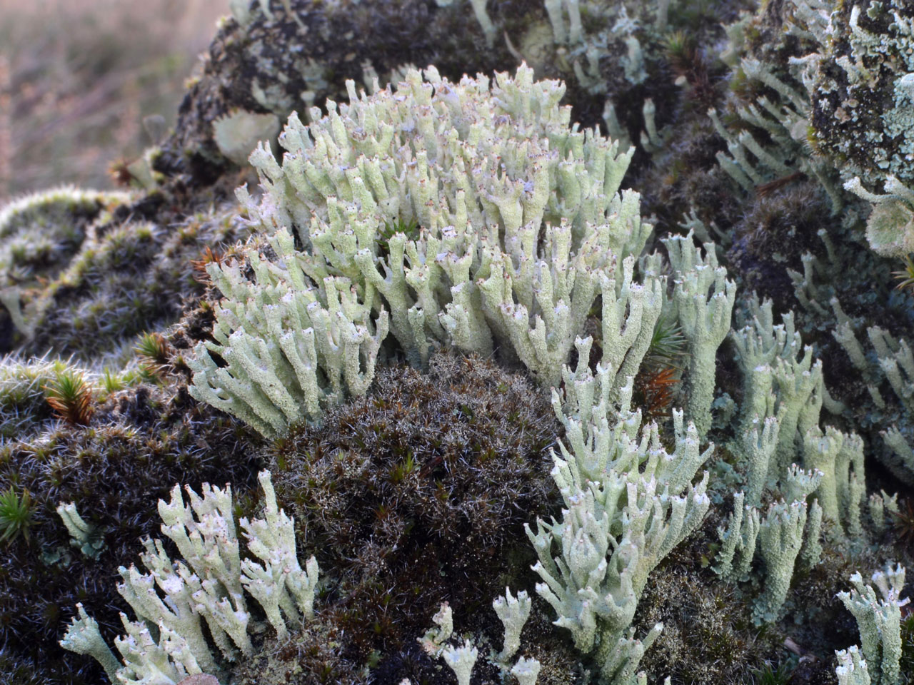 Cladonia umbricola, Whitelee, Scotland