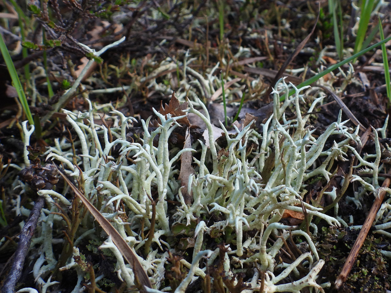 Cladonia zopfii, upright form, Fritham Plain, New Forest