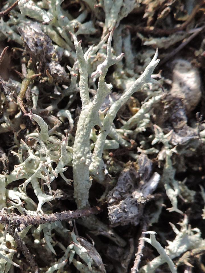 Cladonia zopfii, Pipers Wait, New Forest - © Neil A Sanderson