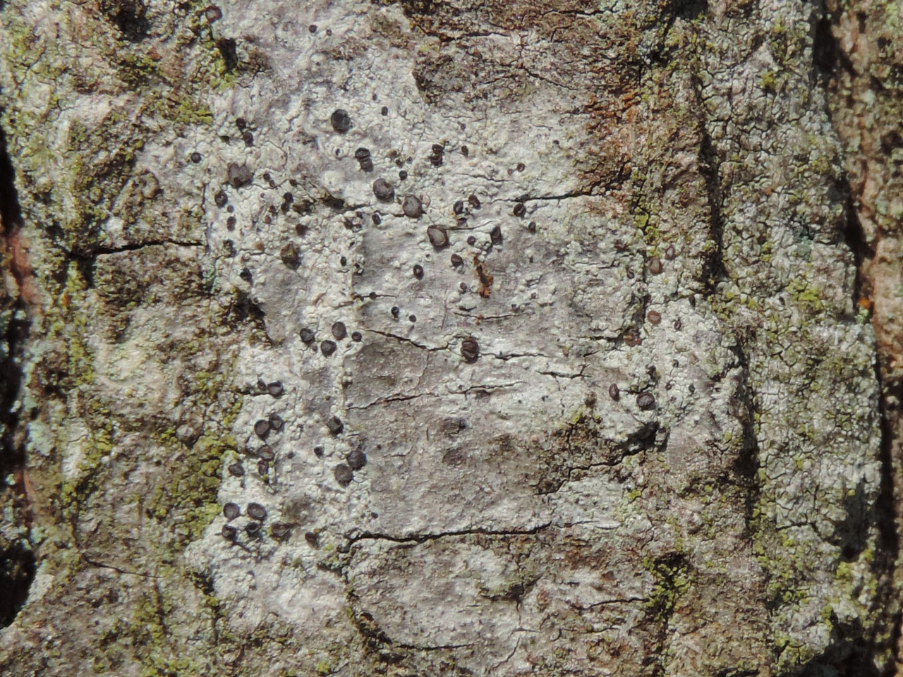 Cliostomum griffithii, Oak, Frame Heath Inclosure, New Forest