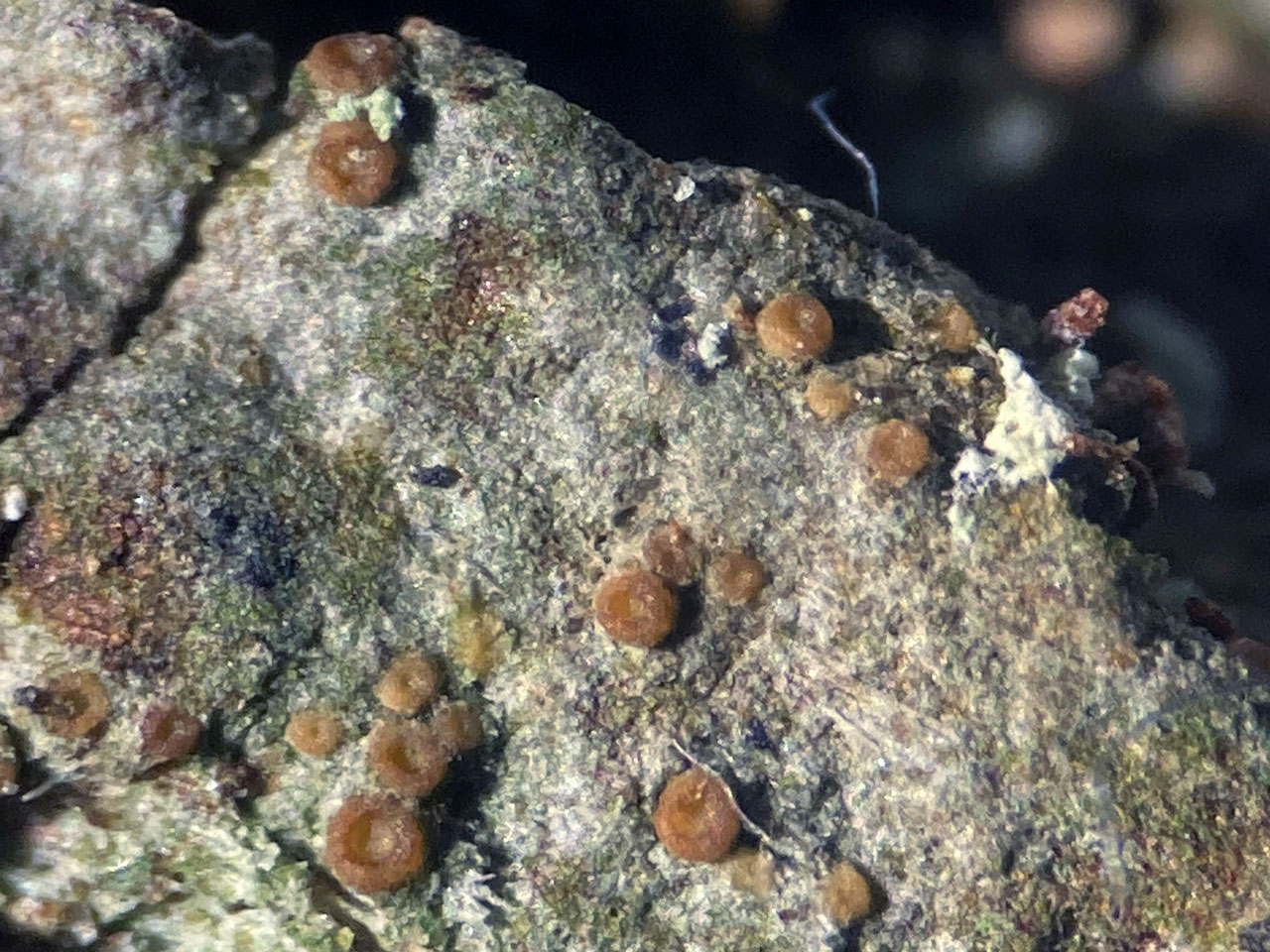 Coenogonium tavaresianum, Warwickslade, New Forest