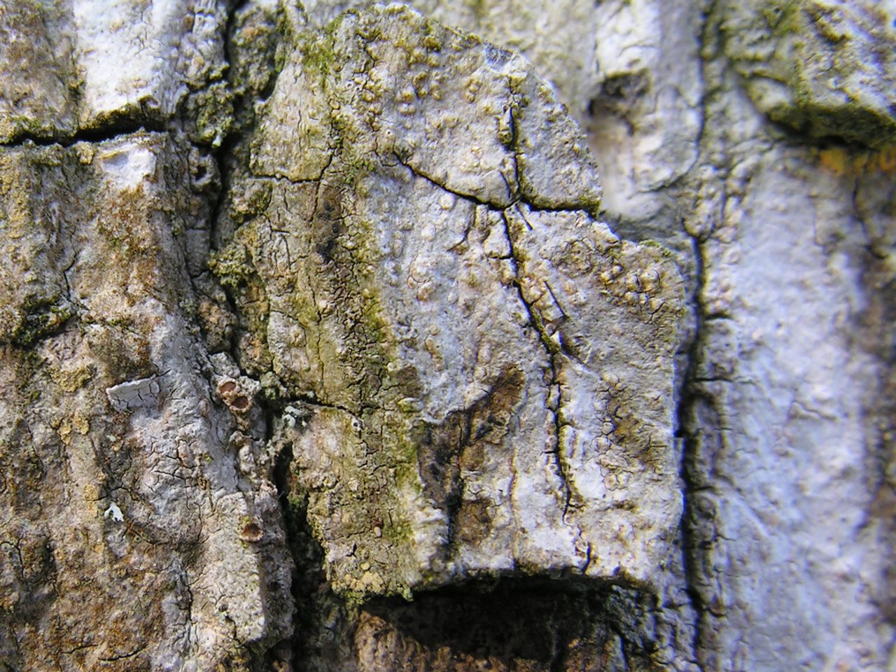Cryptolechia carneolutea, pycnidia, Maple, Lower Park, Melbury Park, Dorset