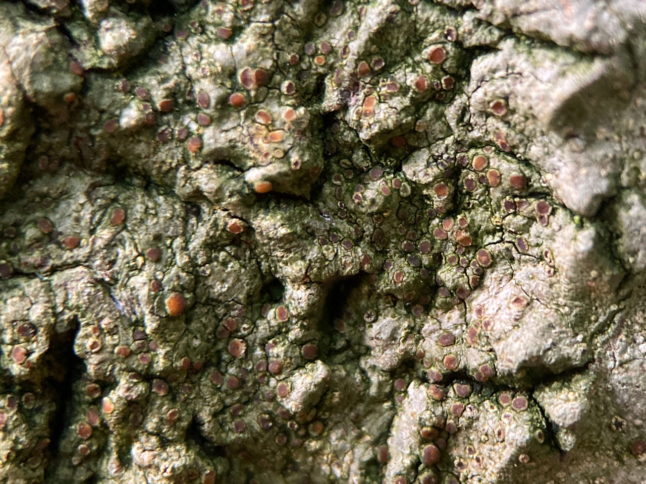 Cryptolechia carneolutea, Beech, Mallard Wood, New Forest