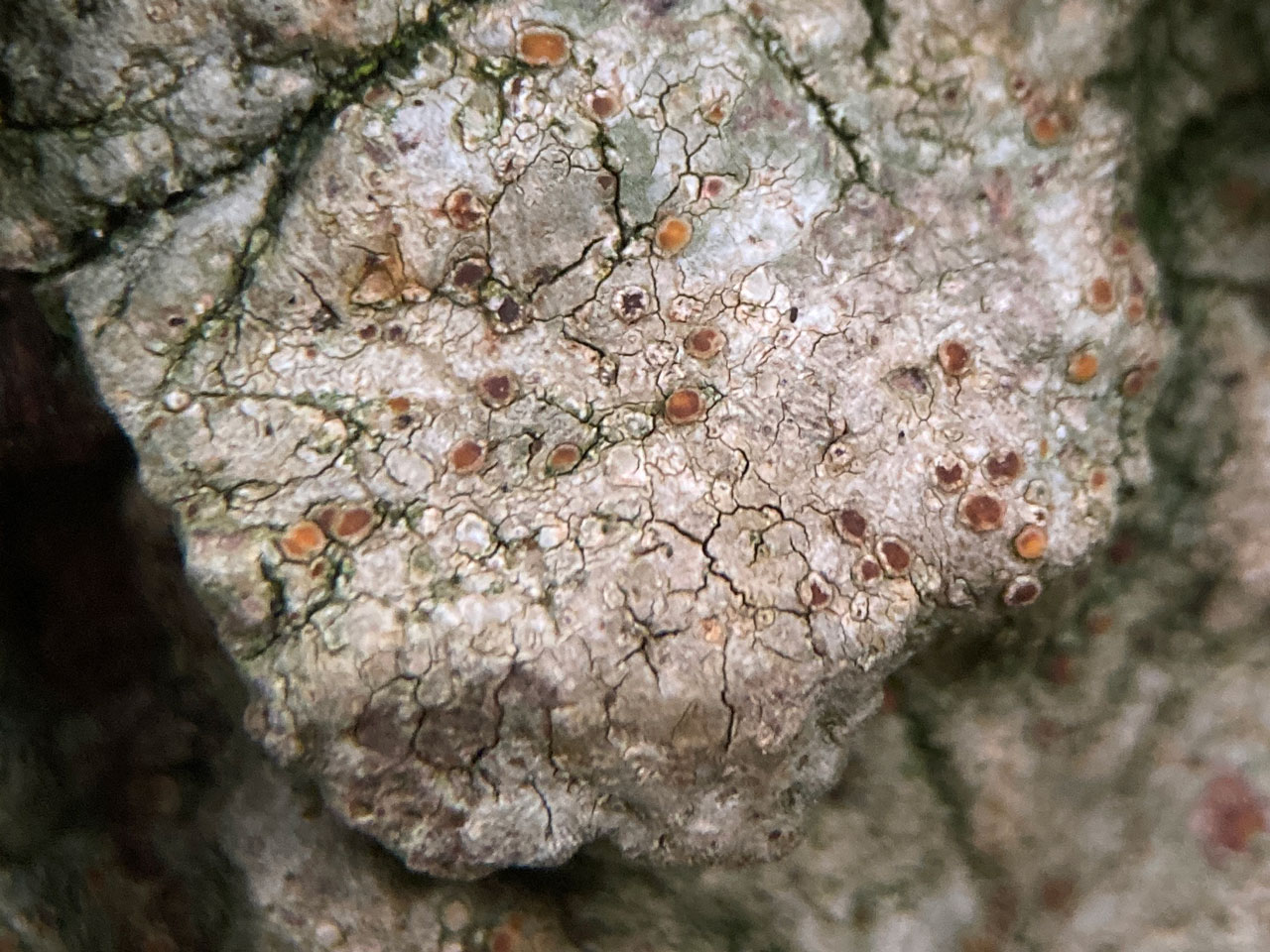 Cryptolechia carneolutea, Beech, Mallard Wood, New Forest