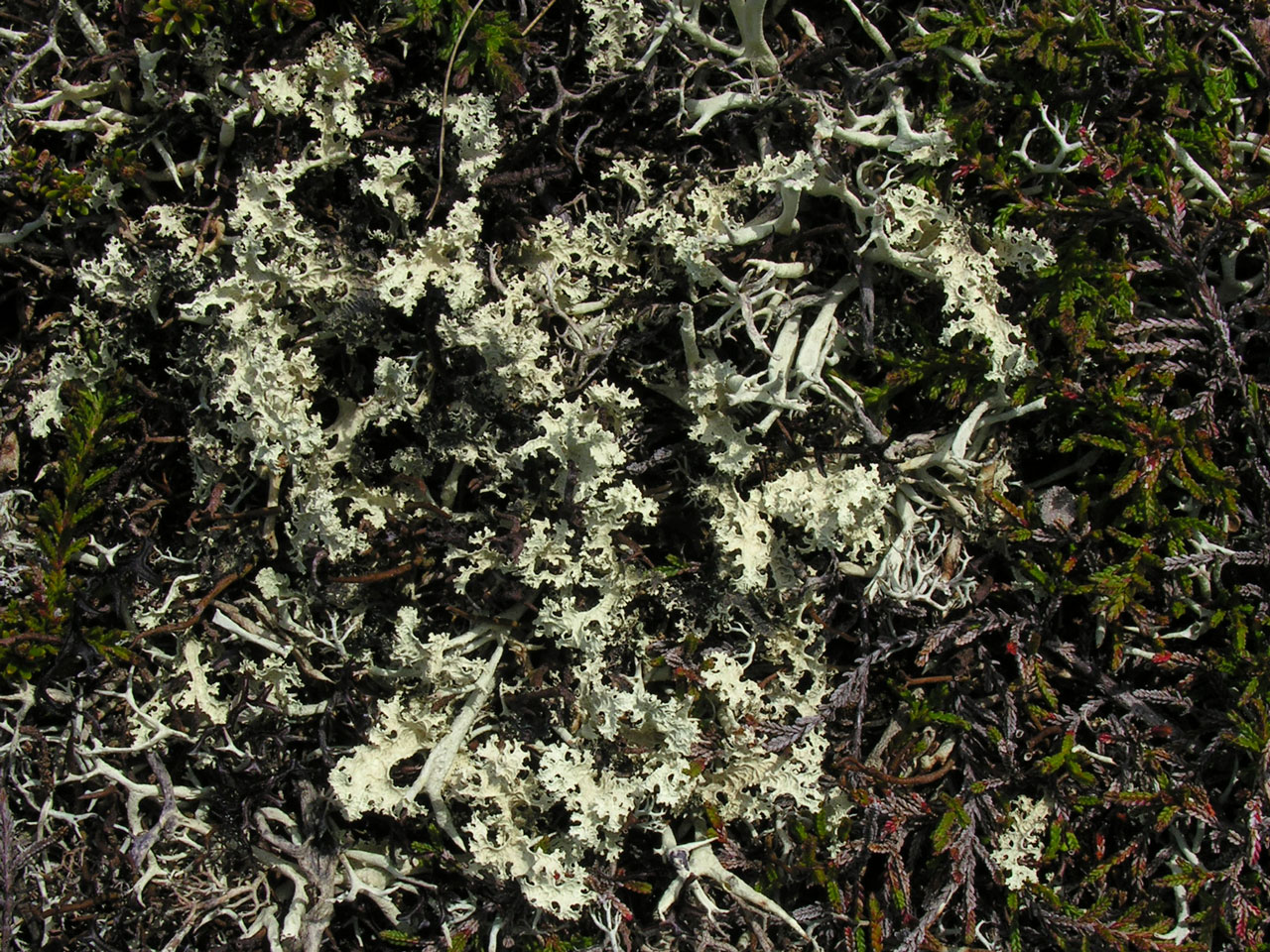 Flavocetraria nivalis, Glen Feshie, Cairngorms
