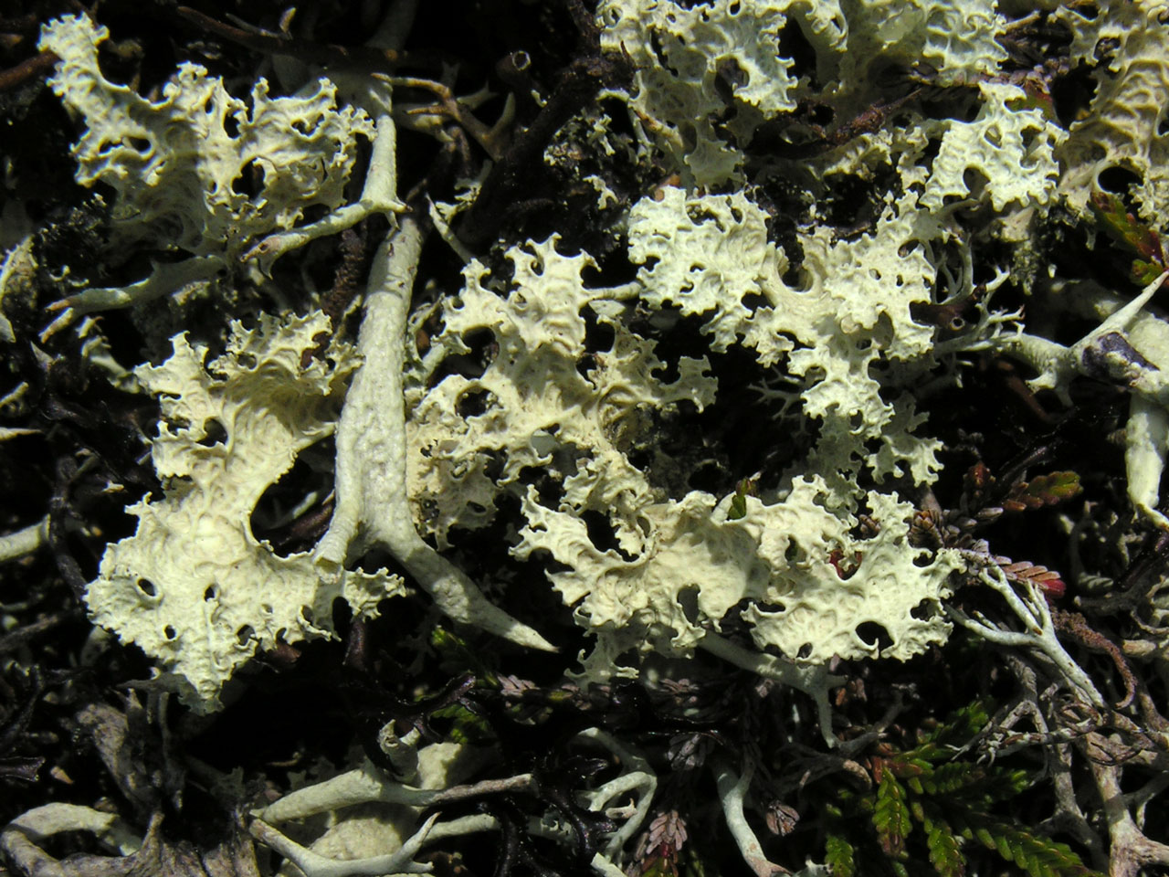 Flavocetraria nivalis, Glen Feshie, Cairngorms