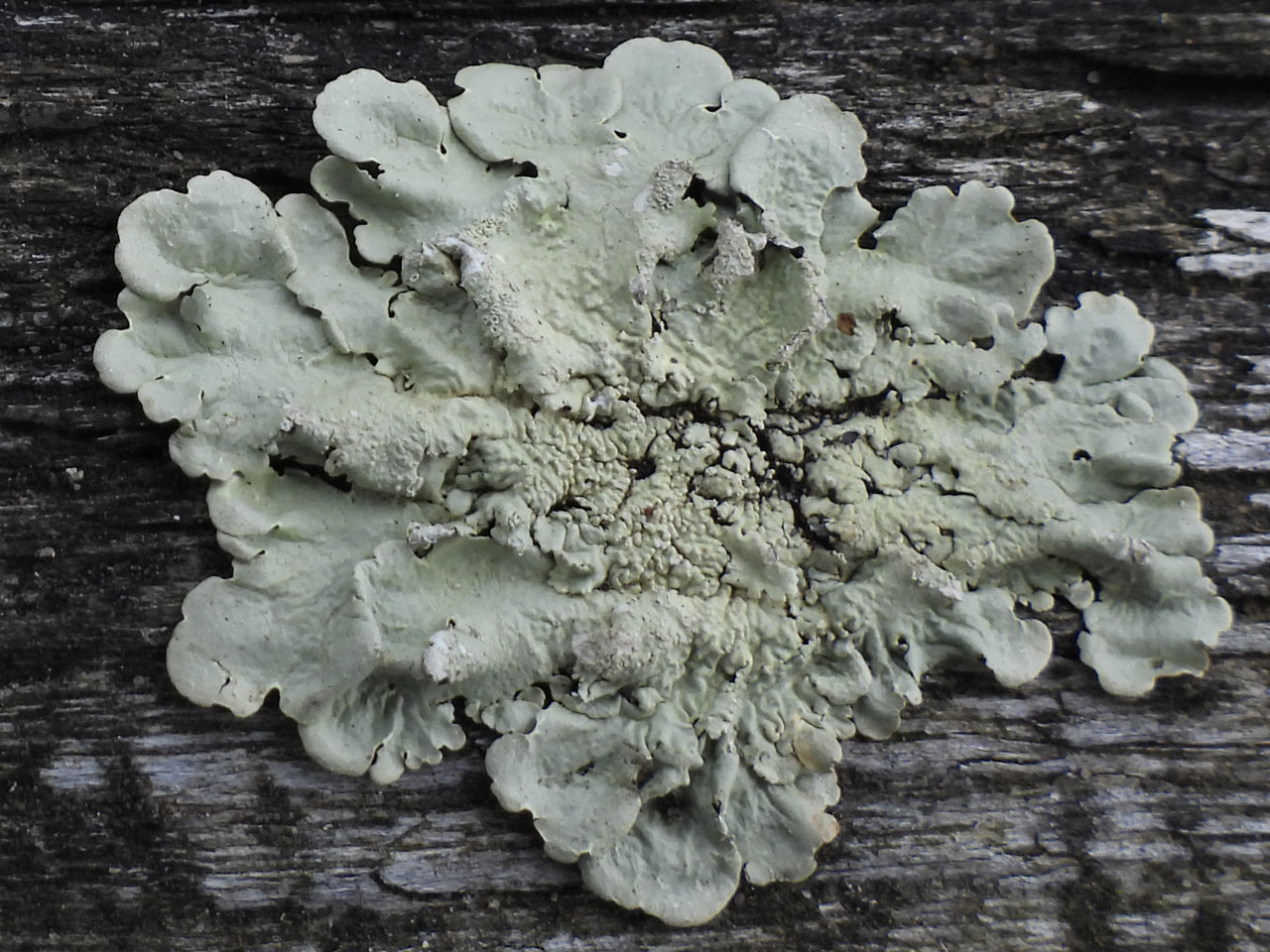 Flavoparmelia caperata, Furzley, New Forest