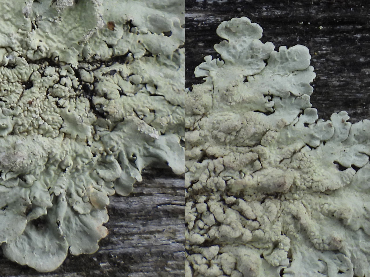 Flavoparmelia caperata, Flavoparmelia soredians, Furzley, New Forest