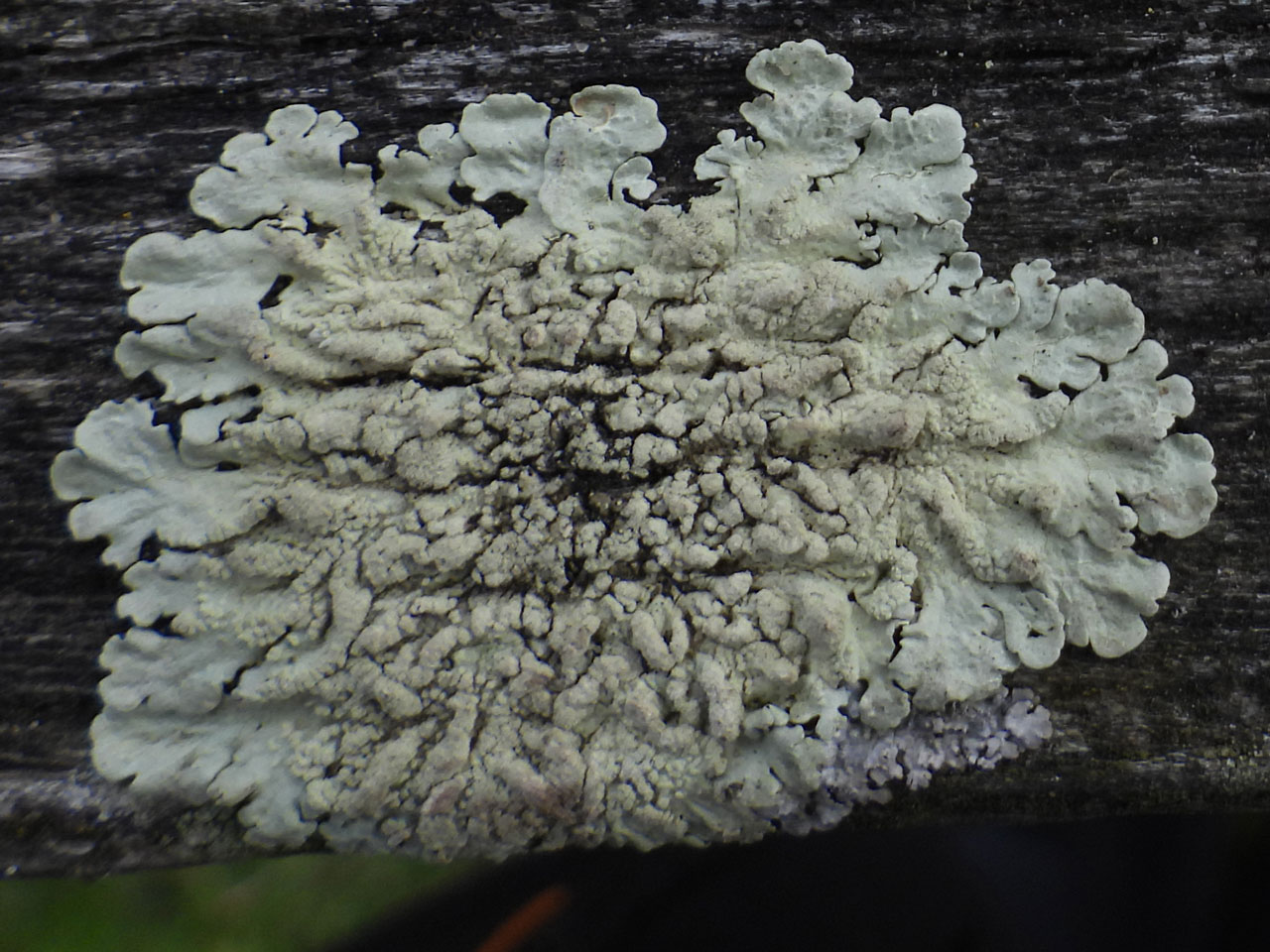Flavoparmelia soredians, Furzley, New Forest