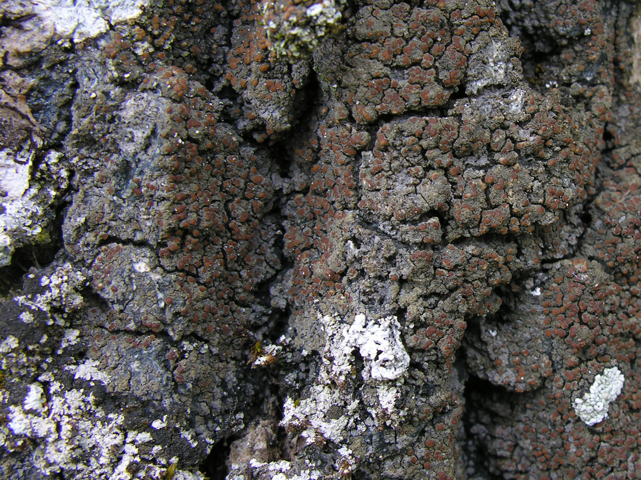 Fuscopannaria ignobilis, Creaganour Woods, Loch Rannoch