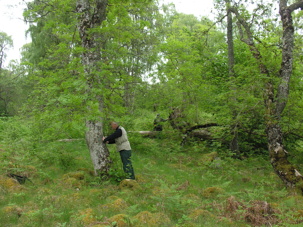 Fuscopannaria ignobilis, Creaganour Woods, Loch Rannoch