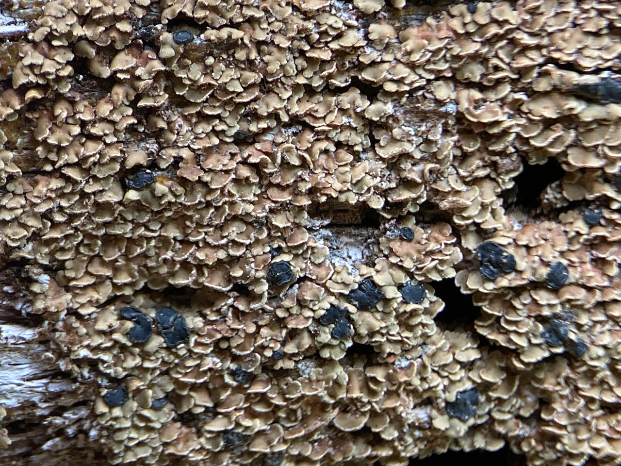 Hypocenomyce scalaris, fertile, fallen Oak, Matley Wood, New Forest
