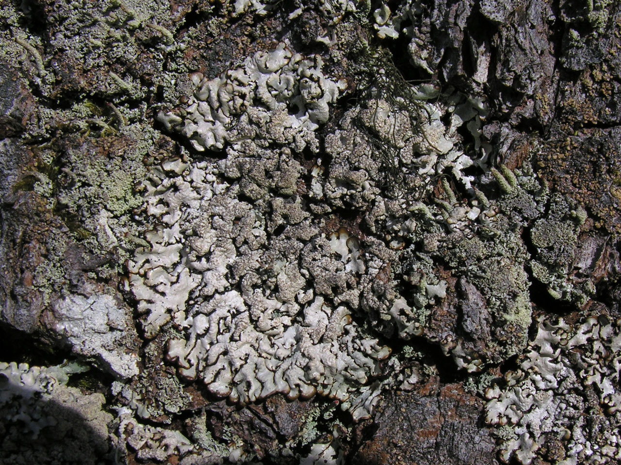 Hypogymnia farinacea, Alder, native pinewood, Glen Feshie, Speyside, East Inverness-shire