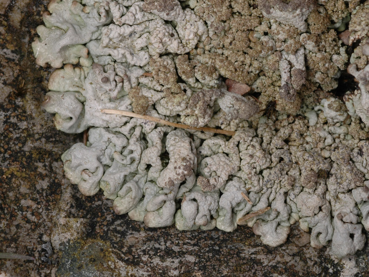 Hypogymnia farinacea, on siliceous rock, Rannerdale Knotts, Cumbria 