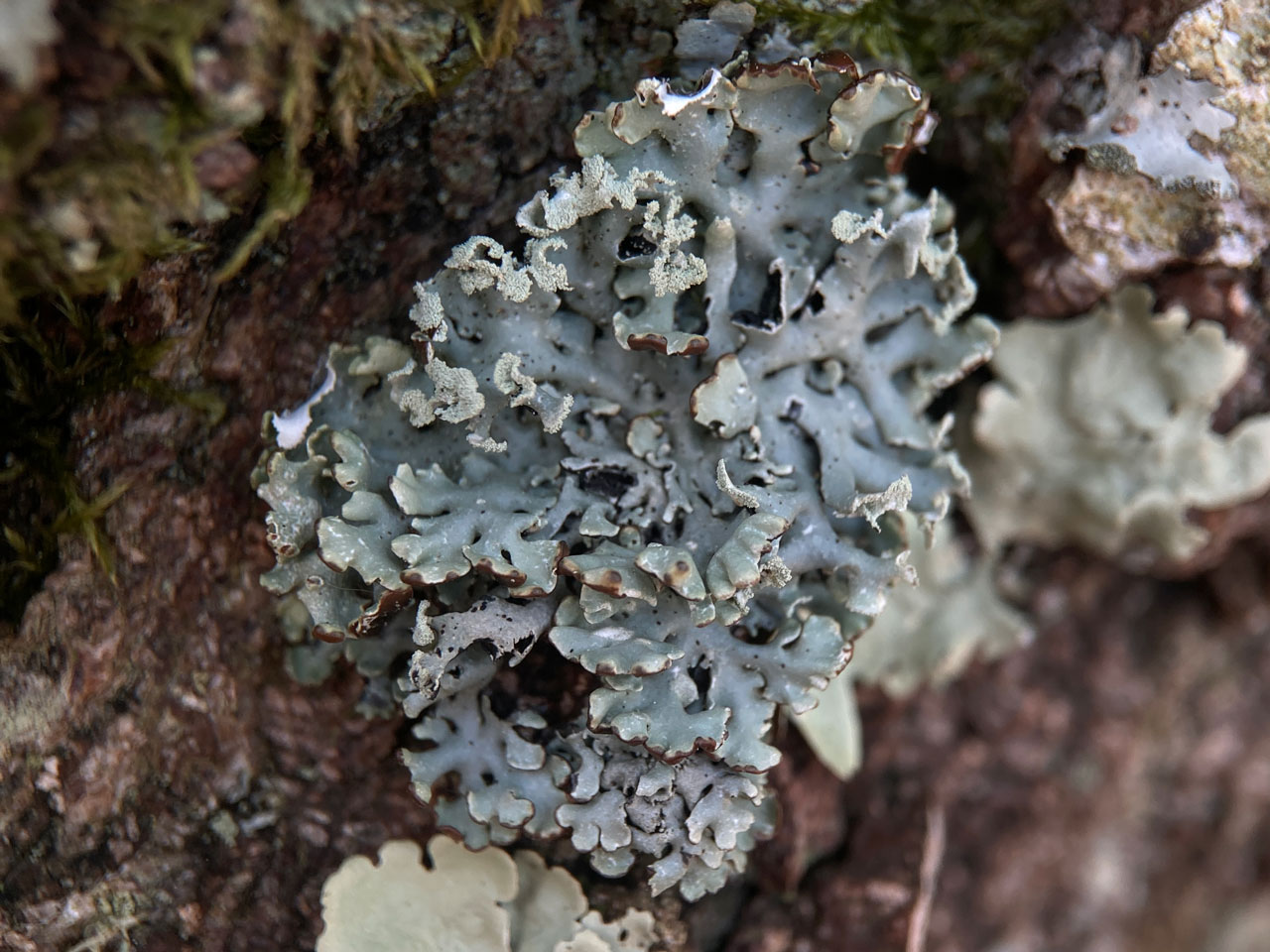 Hypogymnia physodes, Birch, Denny Wood, New Forest