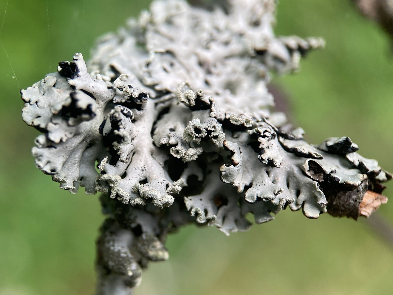 Hypogymnia physodes, twig, Furzy Brow, New Forest