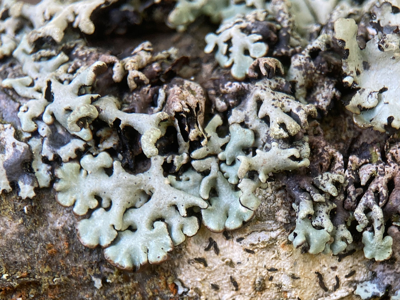 Hypogymnia tubulosa, Oak twig, Rockram Wood, New Forest