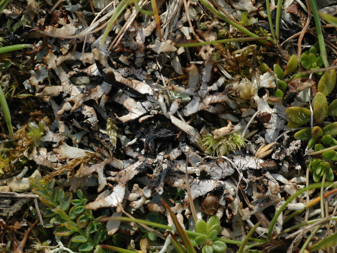 Hypogymnia vittata, dune grassland, Golspie, Scotland