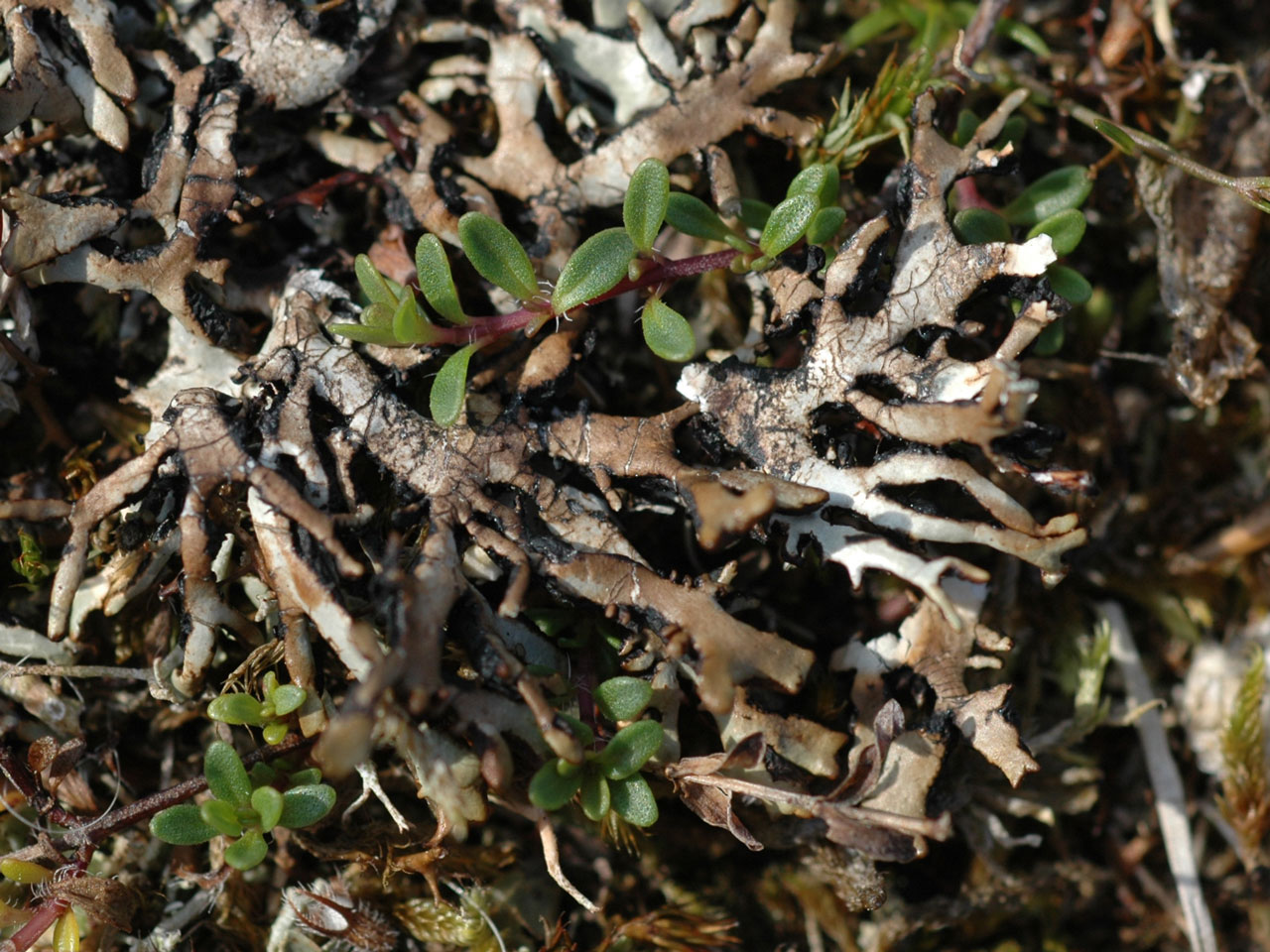 Hypogymnia vittata, dune grassland, Golspie, Scotland