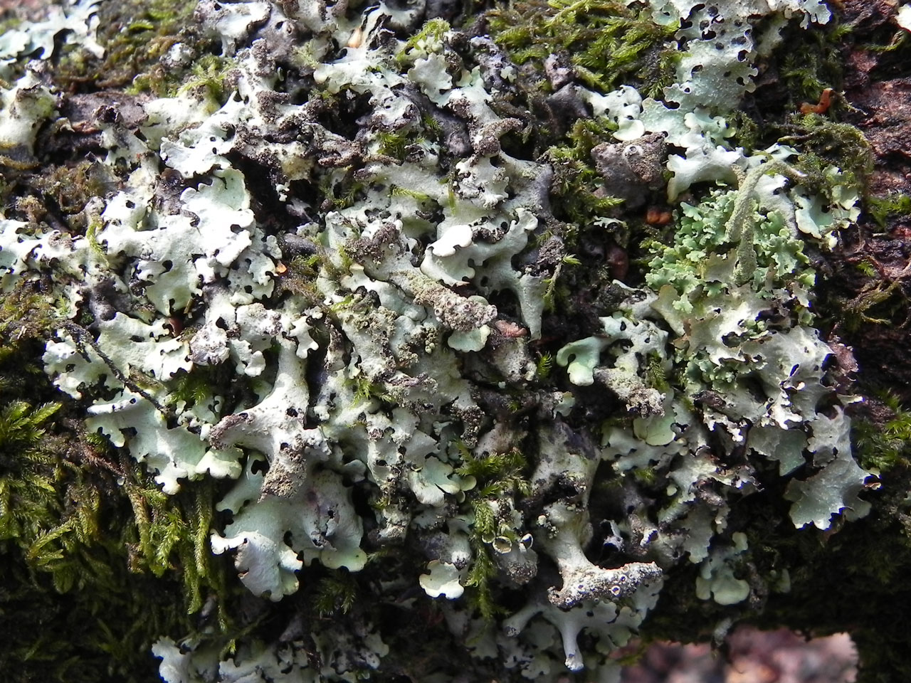Hypotrachyna afrorevoluta, Oak branch, Plain Green, Busketts, New Forest
