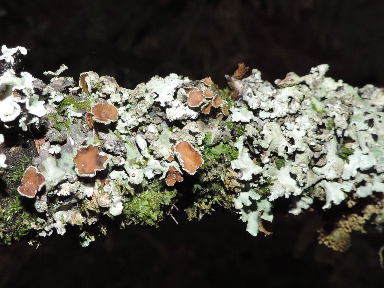 Hypotrachyna afrorevoluta, fertile thallus, Beech twig, Mark Ash Wood, New Forest