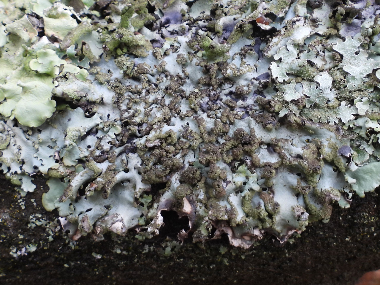 Hypotrachyna afrorevoluta, well lit thallus, Whitebeam, New Forest