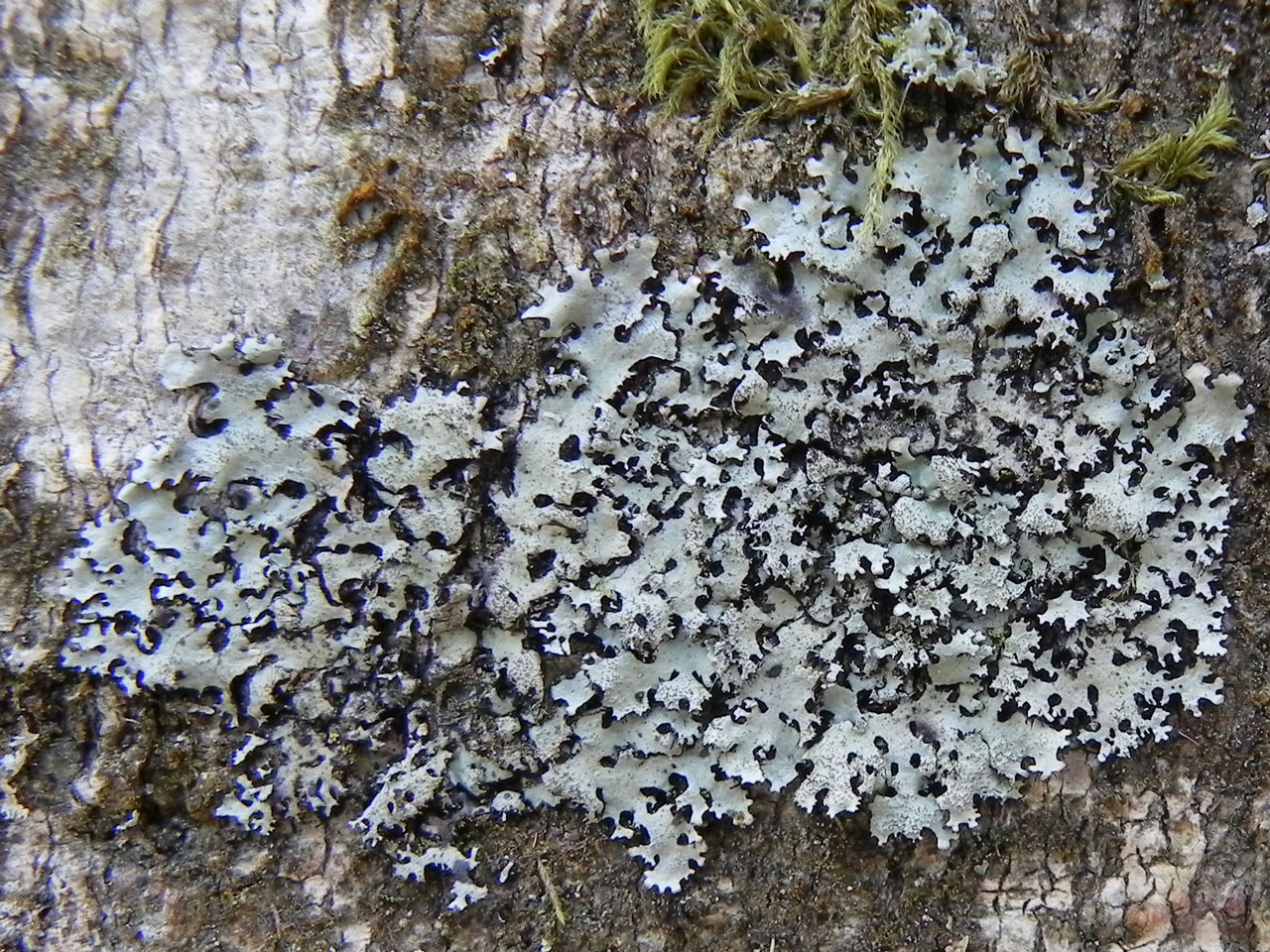 Hypotrachyna horrescens, old Beech, Shave Wood, New Forest