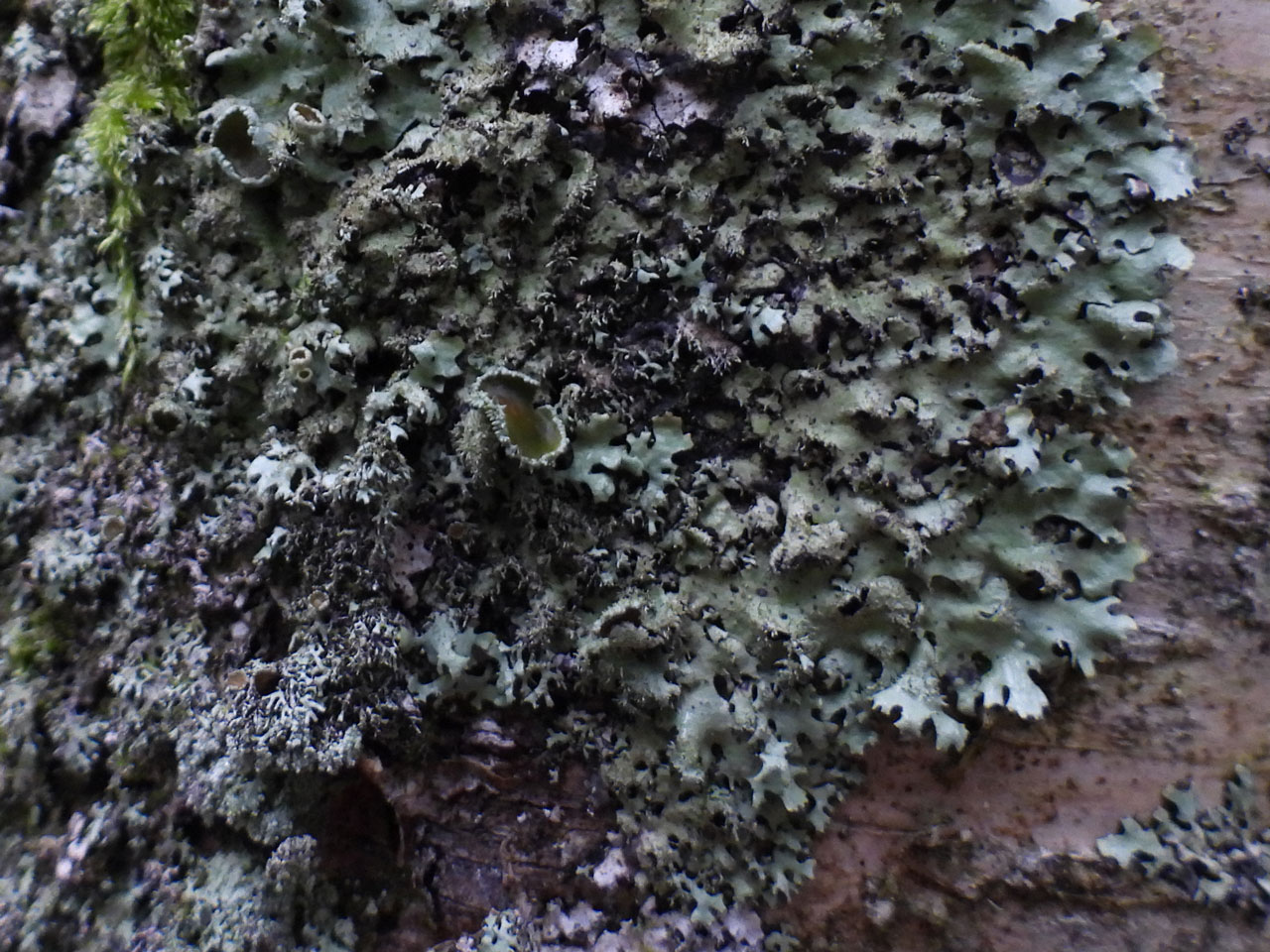 Hypotrachyna horrescens, fertile, Birch, Coed Crafnant, Meirionnydd