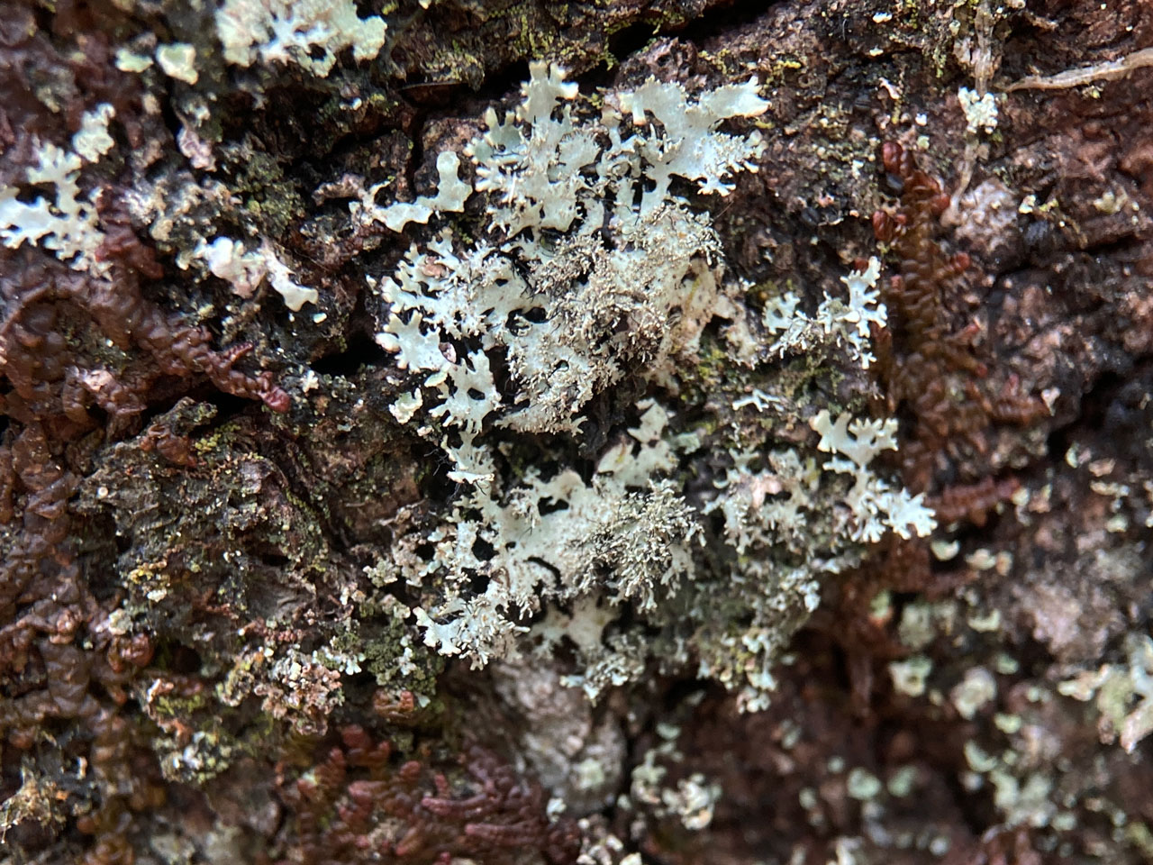 Hypotrachyna horrescens, Beech, Canterton, New Forest
