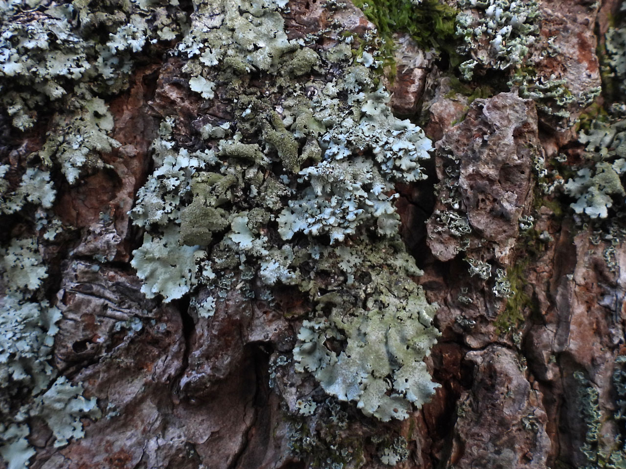 Hypotrachyna minarum, Hypotrachyna horrescens, Dead Mans Moor, Holidays Hill, New Forest