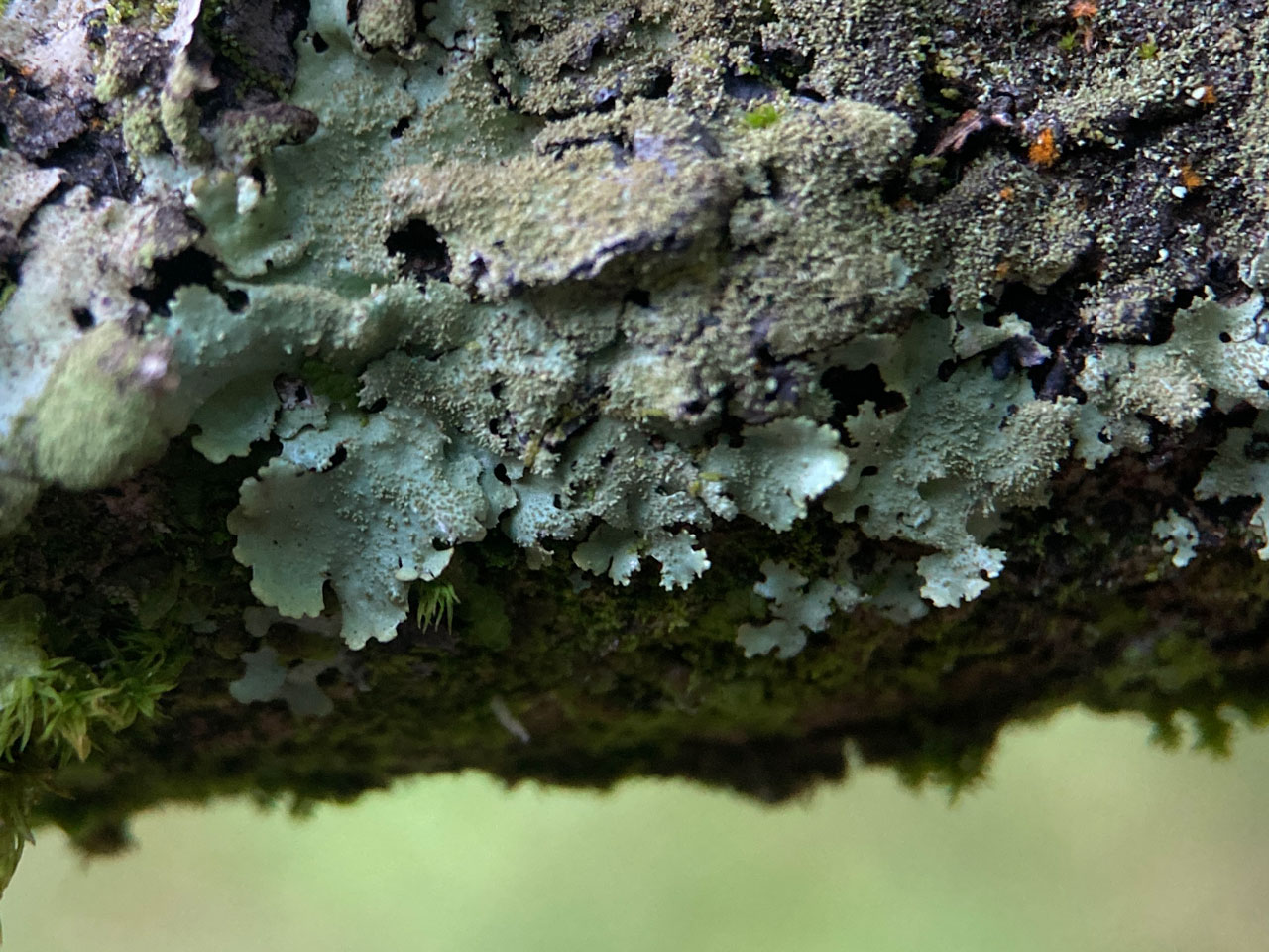 Hypotrachyna minarum, marginal lobes, Oak Branch, Great Stubby Hat, New Forest