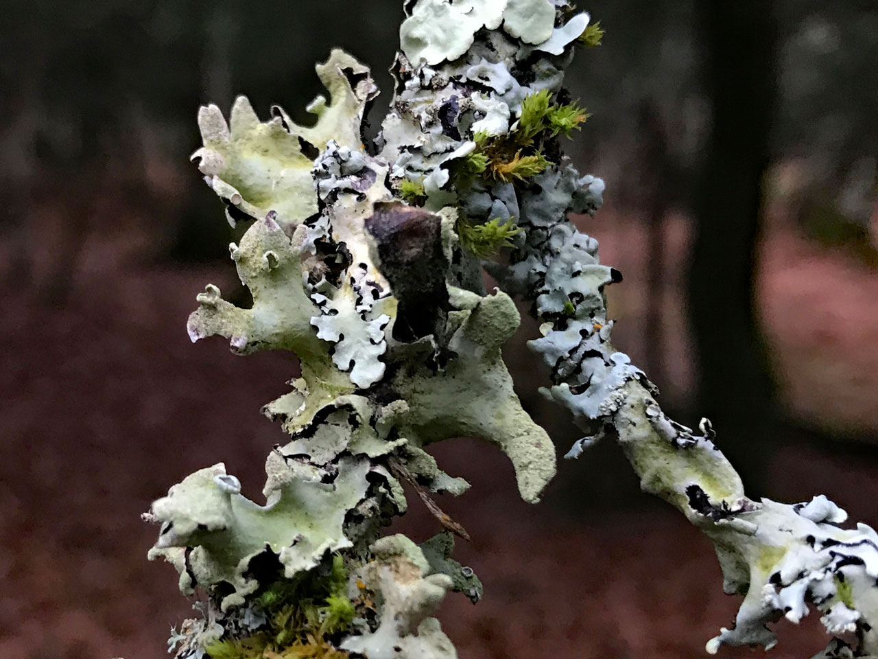 Hypotrachyna revoluta s. str., fertile thallus, Beech twig, Rushpole Wood, New Forest