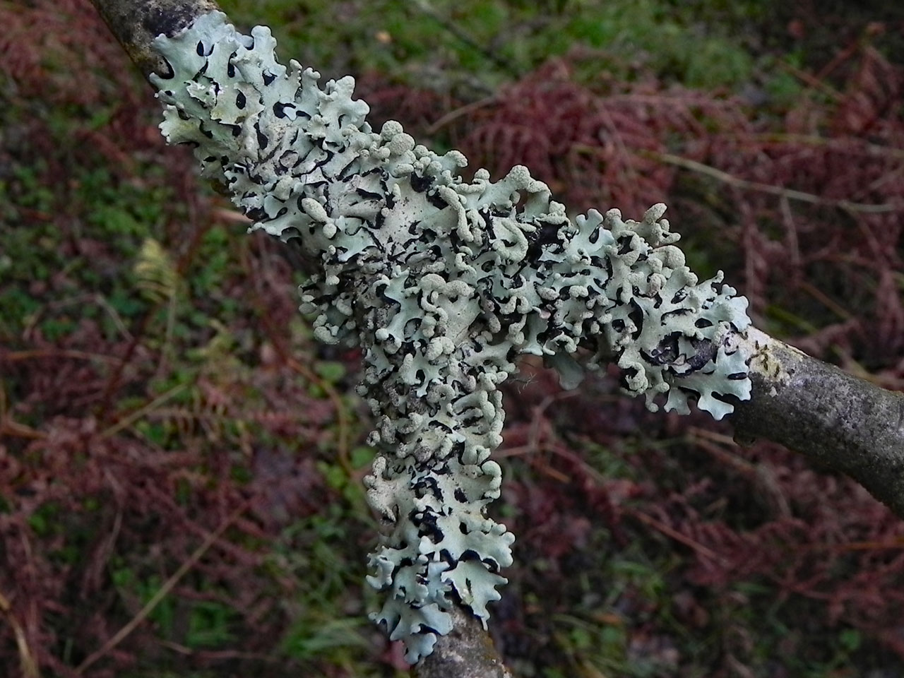 Hypotrachyna sinuosa, Hawthorn branch, Glendalough, Co. Wicklow