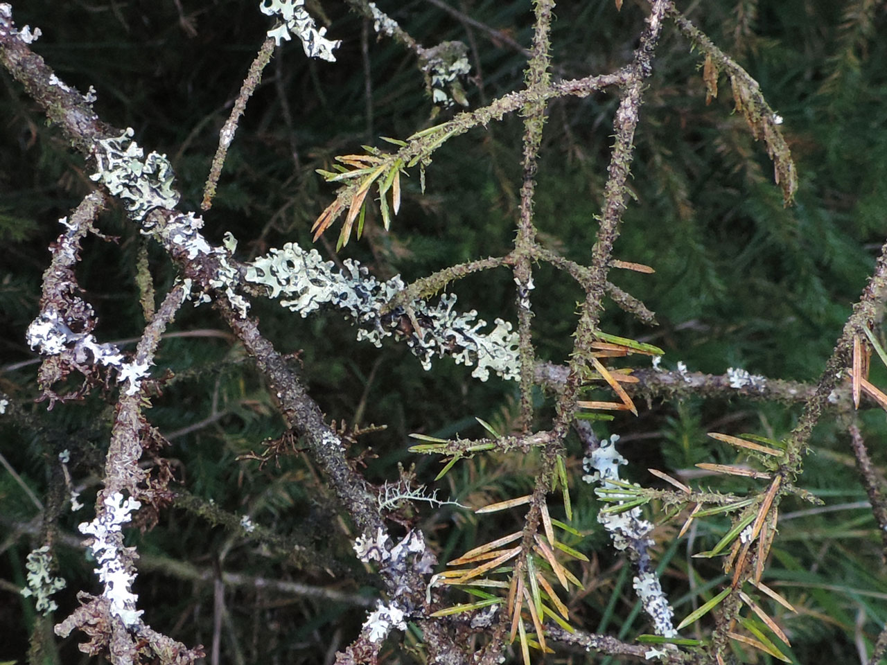 Hypotrachyna sinuosa, Sitka Spruce, Crohane, Co. Kerry