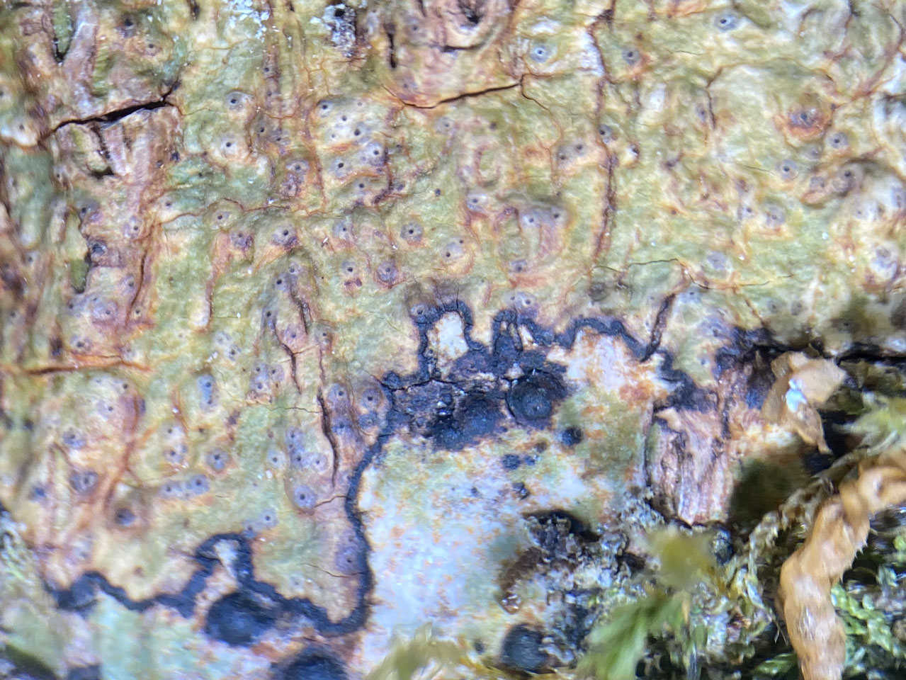Pyrenula dermatodes, Ceunant Llennyrch, Meirionnydd