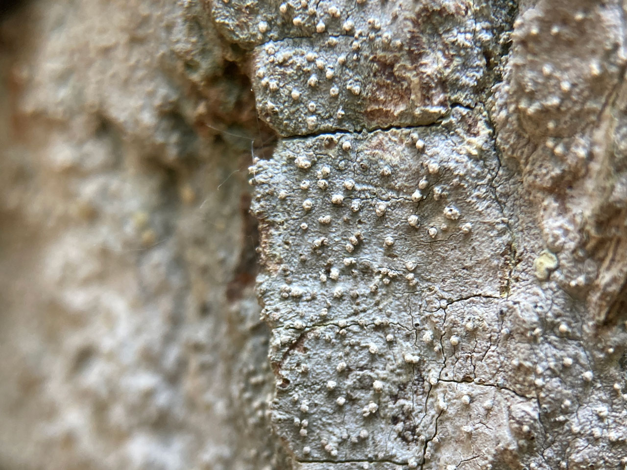 Lecanactis abietina, sterile with pycnidia, Oak, Canterton, New Forest