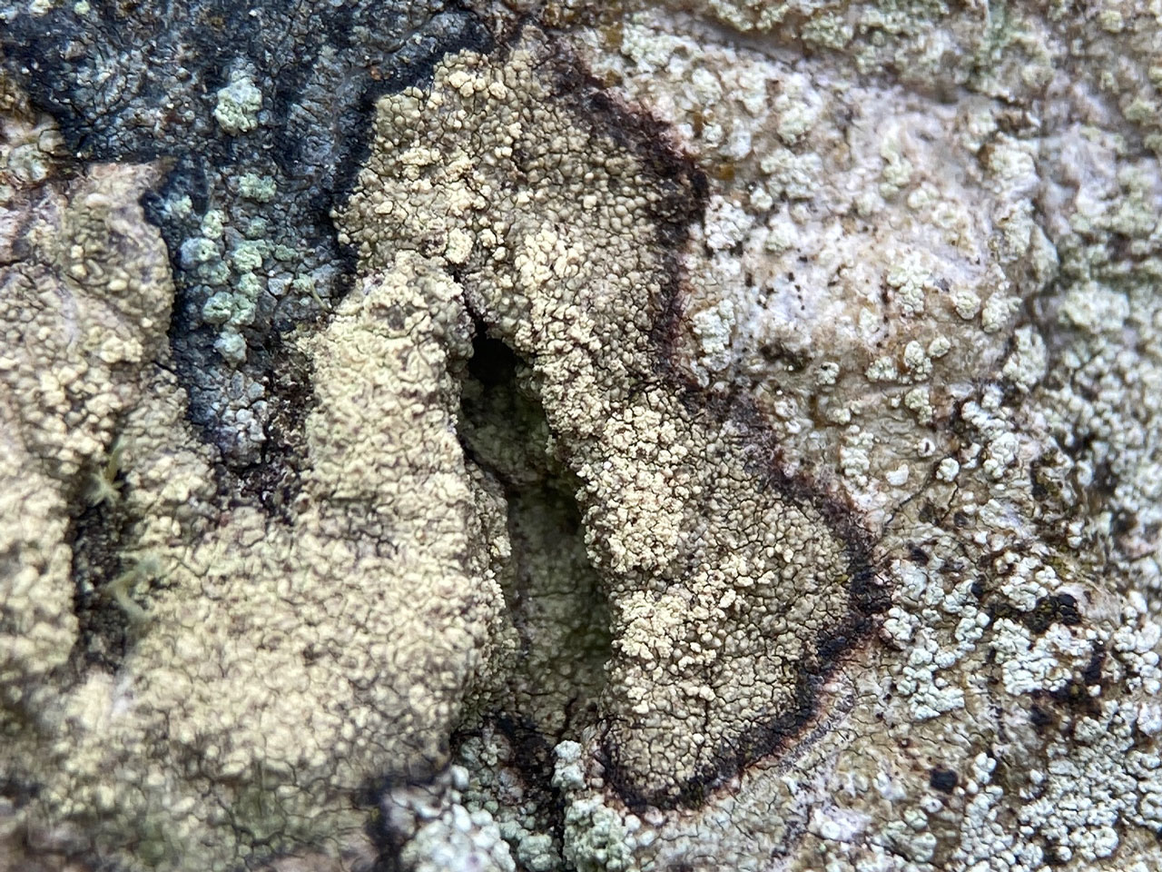 Lecanora alboflavida, Beech, Rushpole Wood, New Forest