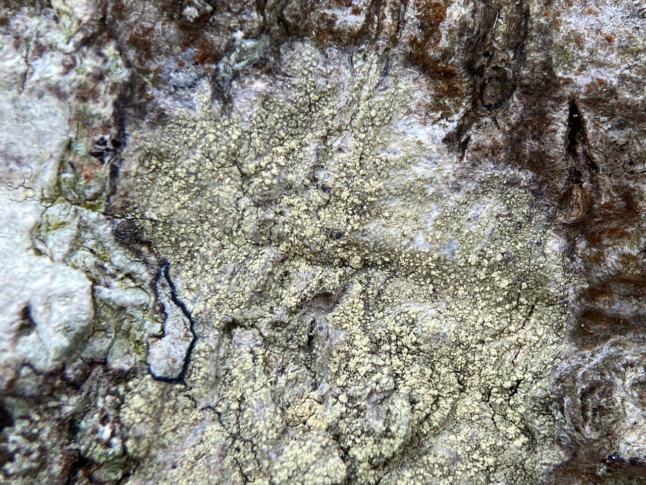 Lecanora alboflavida, Beech, Rushpole Wood, New Forest