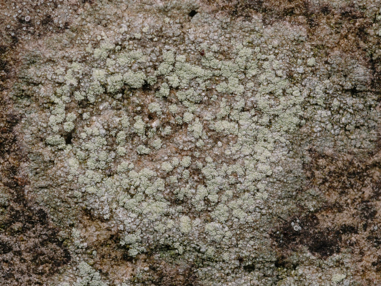 Lecanora campestris subsp. dolomitica, limestone, Harboro Rocks, Derbyshire