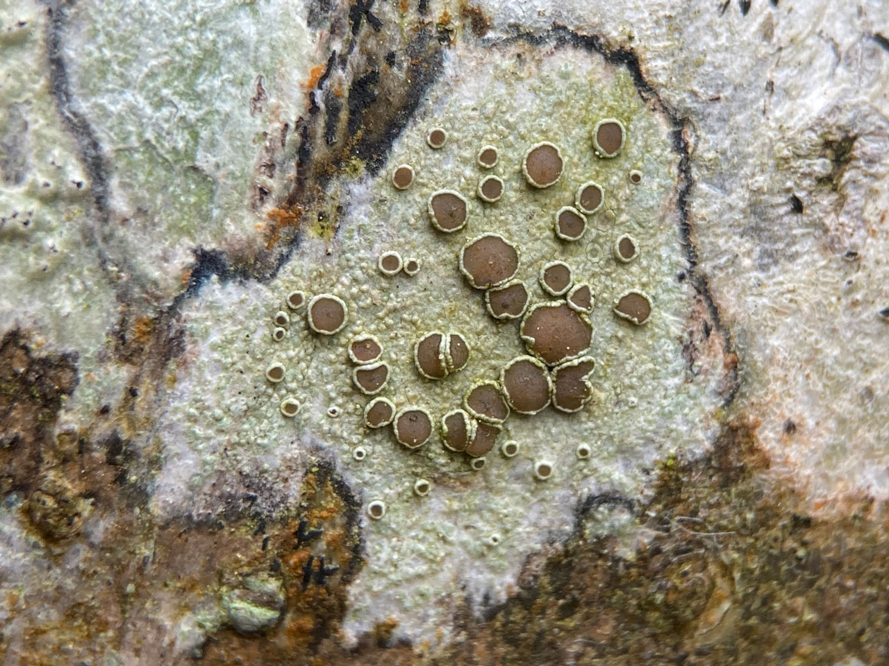 Lecanora chlarotera s. str., Oak twig, Rushpole Wood, New Forest