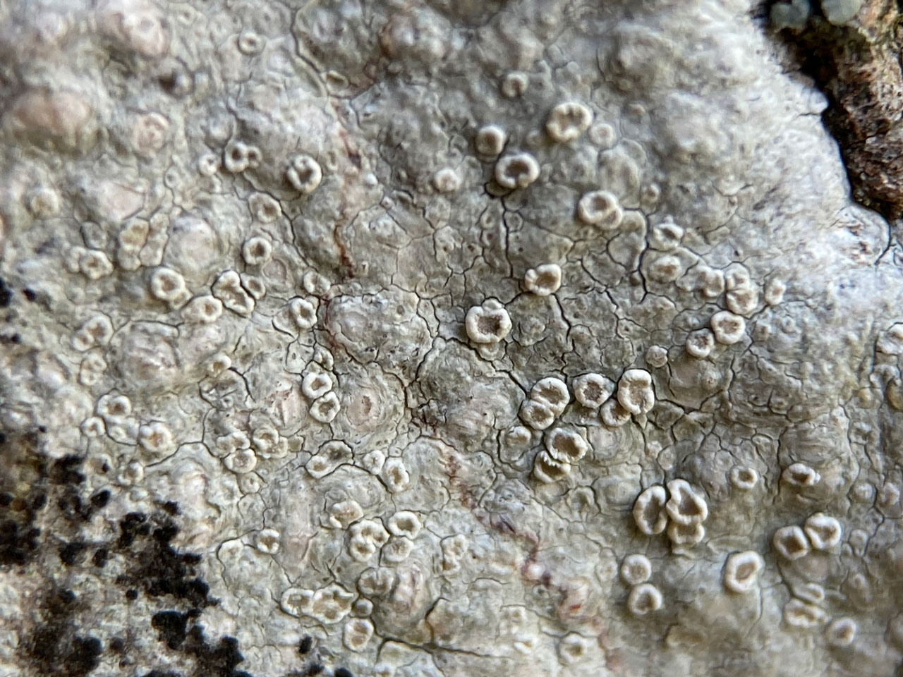 Lecanora intumescens, Brook Wood, New Forest