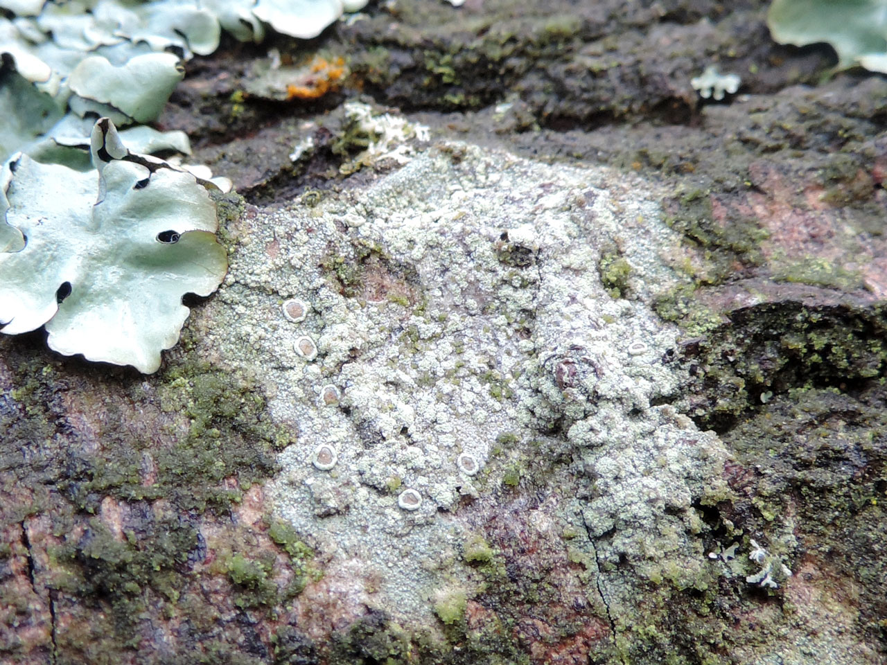 Lecanora variolascens, Sallow, Holt Heath, Dorset