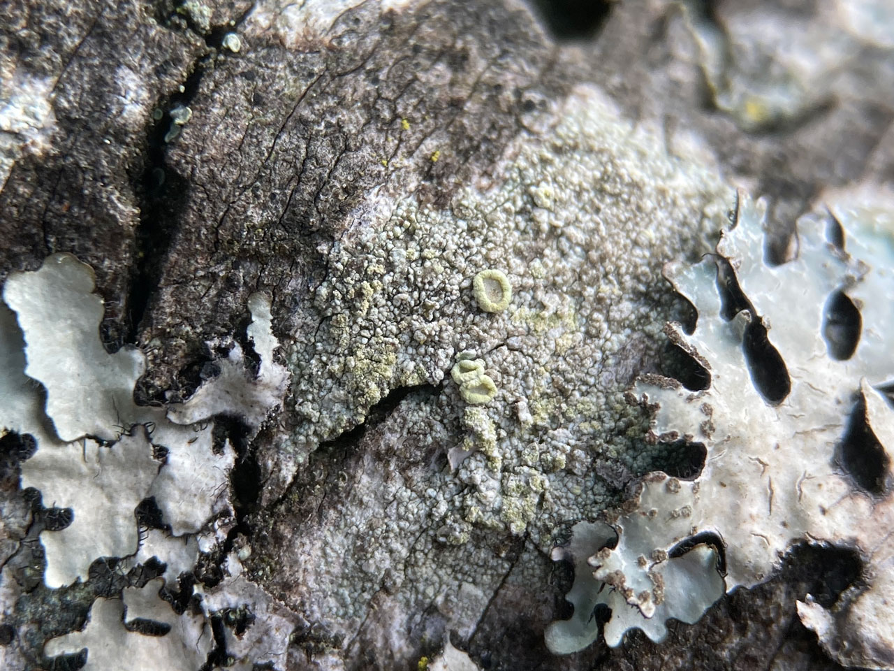 Lecanora variolascens, Sallow, Vinney Ridge, New Forest