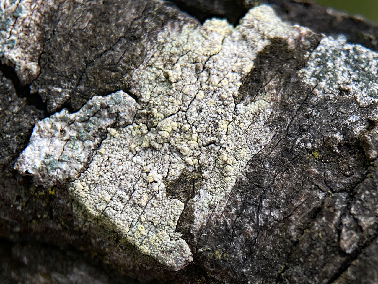 Lecanora variolascens, sterile thallus, Sallow, Vinney Ridge, New Forest