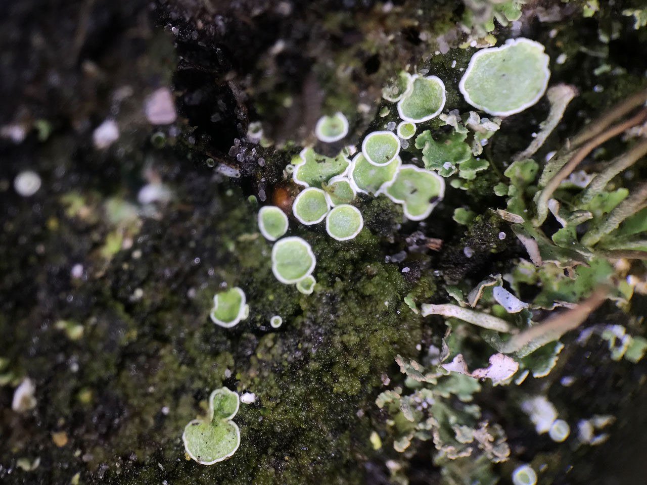 Lichenomphalia hudsoniana, sterile squamules, heathland, Half Moon Common, New Forest