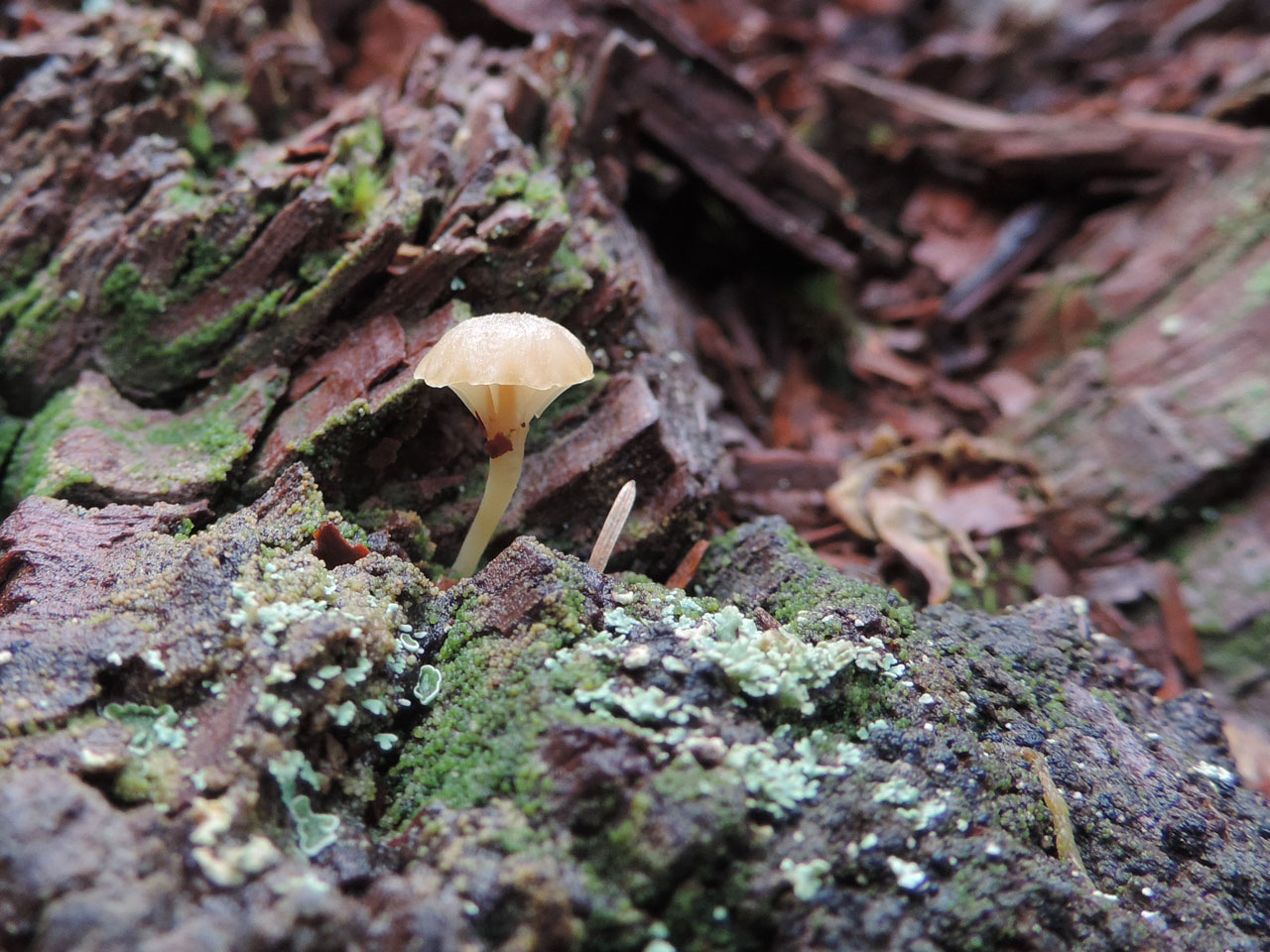 Lichenomphalia umbellifera, fertile, dead Oak, Cnwch Wood, Elan, Breconshire