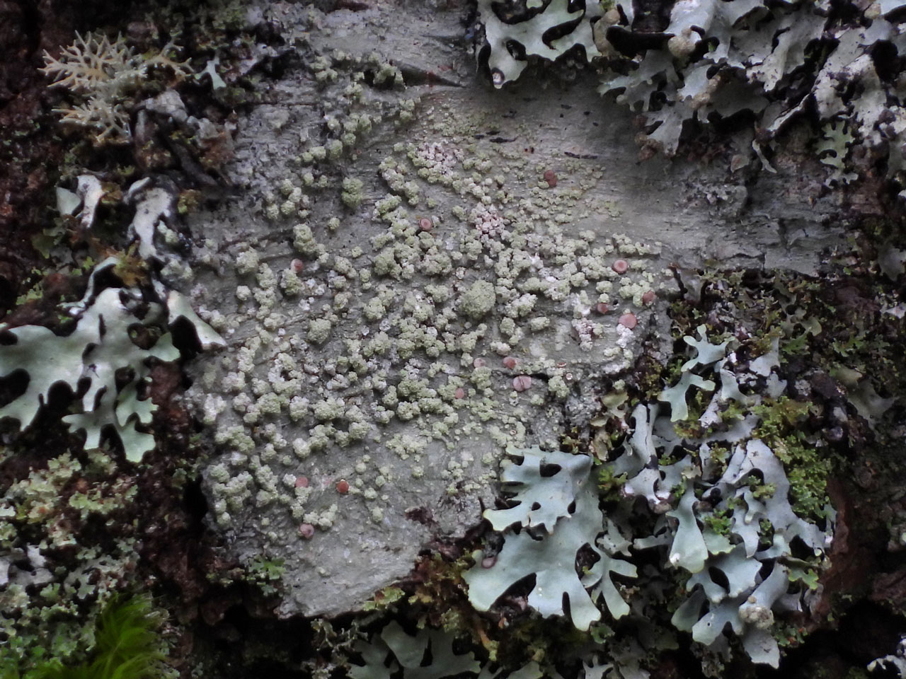 Loxospora elatina, with Hypotrachyna laevigata, fertile, Birch, Coed Cymerau, Meirionnydd
