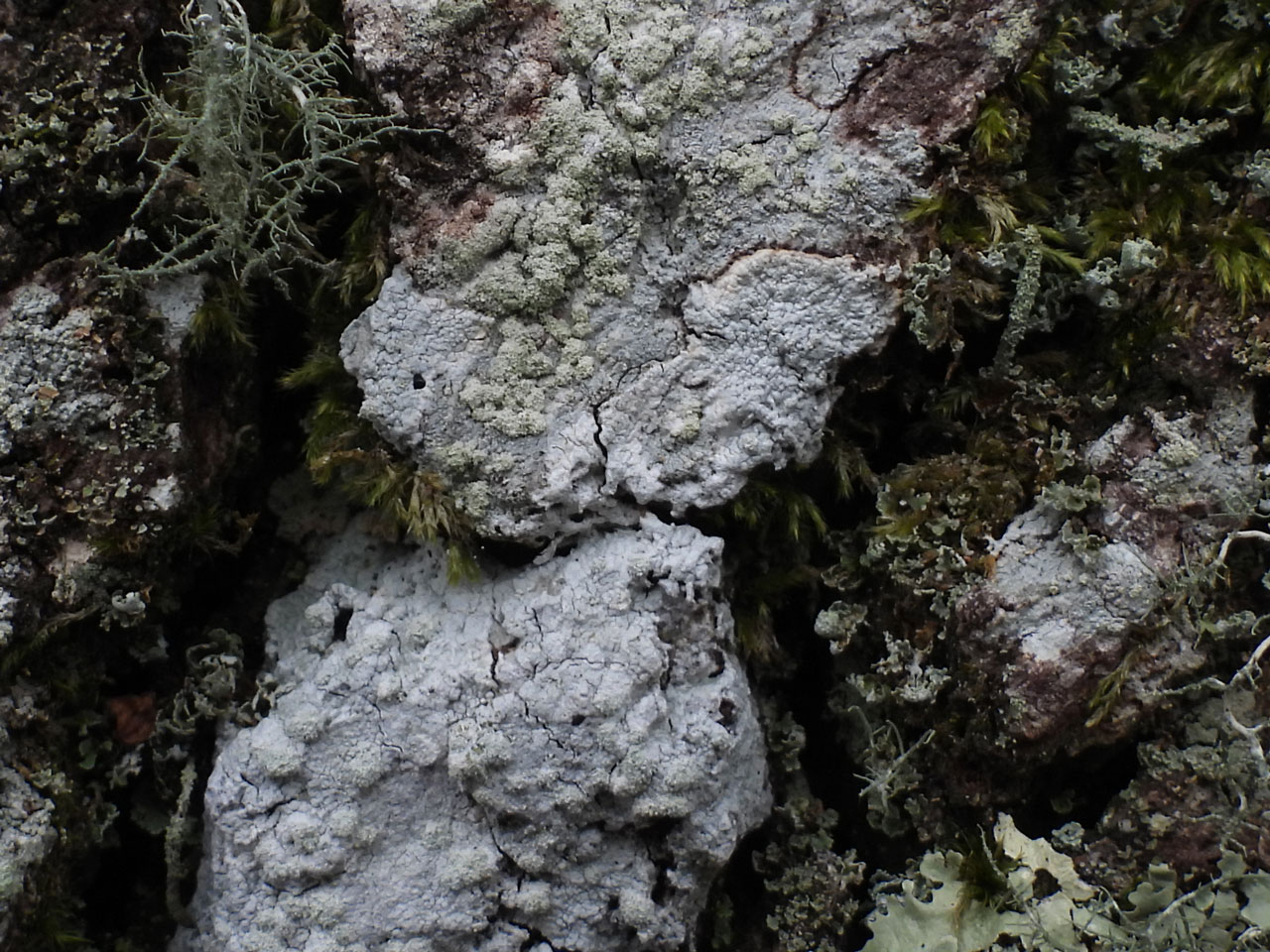 Loxospora elatina & Varicellaria hemisphaerica, Oak, Vinney Ridge, New Forest 